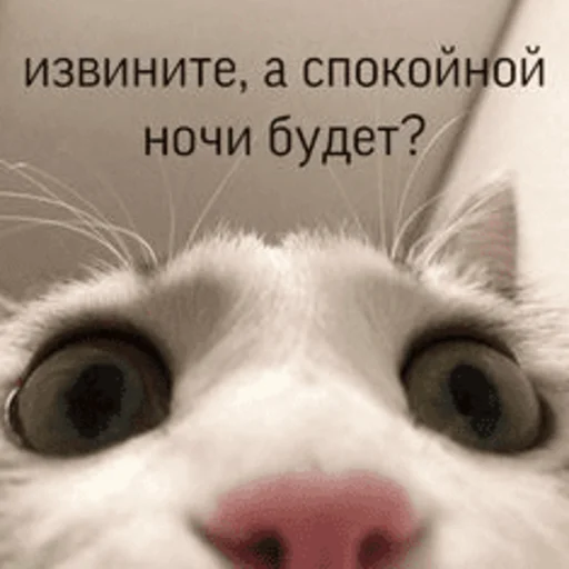 ⁉️ Стикер «Китики» для Telegram