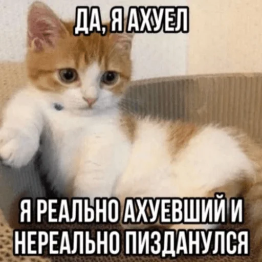 😎 Стикер «Китики» для Telegram
