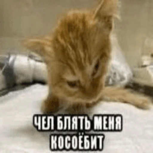 👿 Стикер «Китики» для Telegram