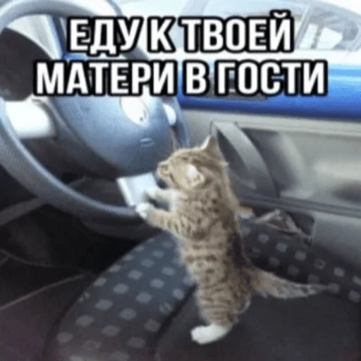 🚘 Стикер «Китики» для Telegram