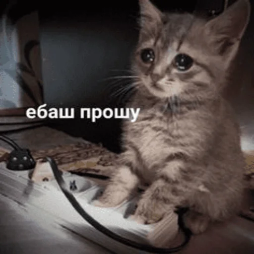 😪 Стикер «Китики» для Telegram