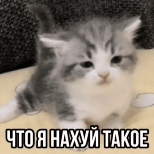 😵 Стикер «Китики» для Telegram