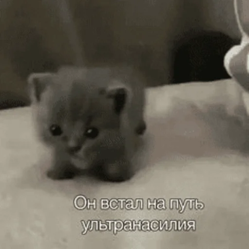 🤬 Стикер «Китики» для Telegram