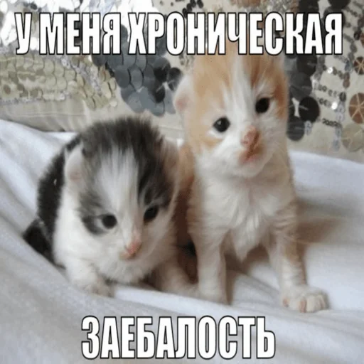 😮‍💨 Стикер «Китики» для Telegram