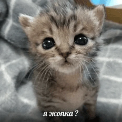 🍑 Стикер «Китики» для Telegram