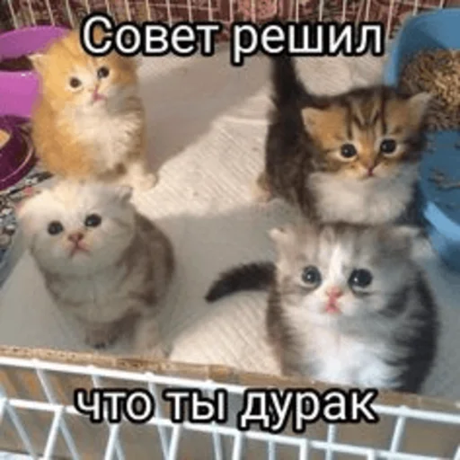 🫤 Стикер «Китики» для Telegram