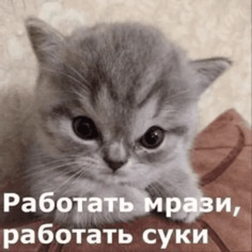😡 Стикер «Китики» для Telegram