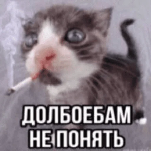 🚬 Стикер «Китики» для Telegram