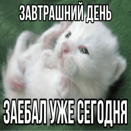 🌙 Стикер «Китики» для Telegram