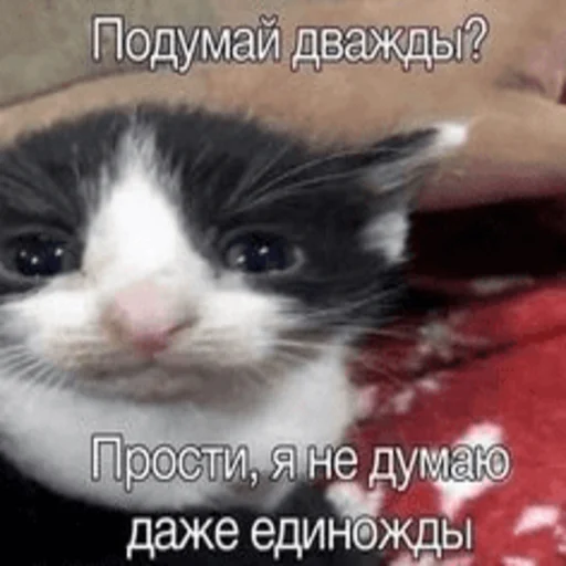 🥹 Стикер «Китики» для Telegram