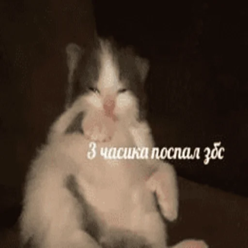 🤙 Стикер «Китики» для Telegram