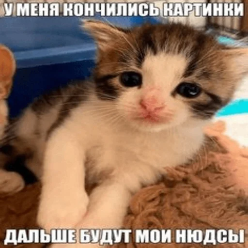 😋 Стикер «Китики» для Telegram