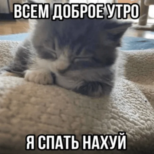 💤 Стикер «Китики» для Telegram