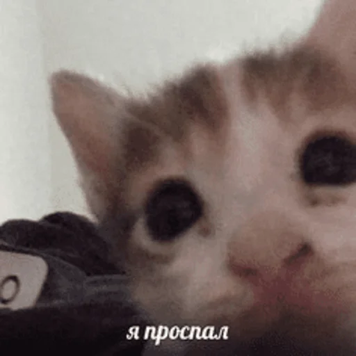 🥱 Стикер «Китики» для Telegram