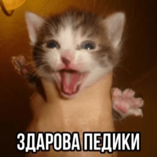 🤚 Стикер «Китики» для Telegram