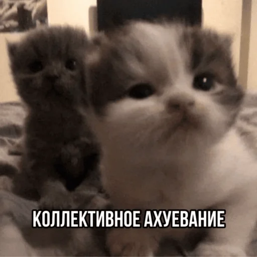 🫨 Стикер «Китики» для Telegram