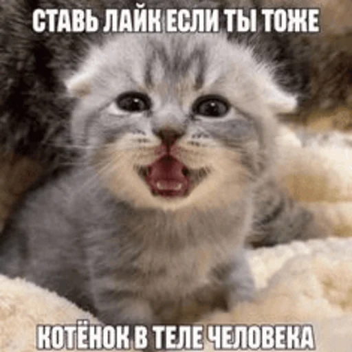 🐈 Стикер «Китики» для Telegram