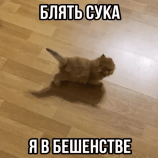 😱 Стикер «Китики» для Telegram