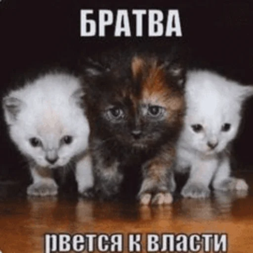 🫡 Стикер «Китики» для Telegram