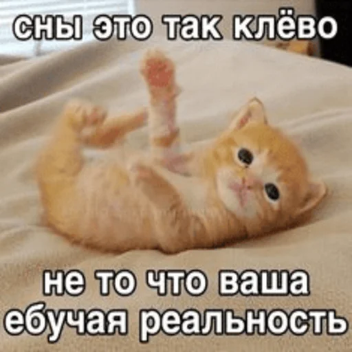 🙃 Стикер «Китики» для Telegram