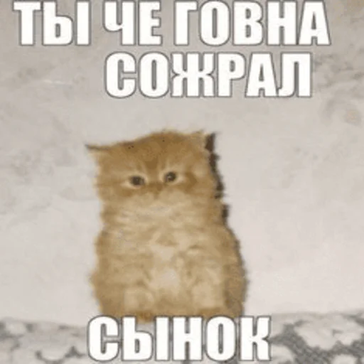🤒 Стикер «Китики» для Telegram