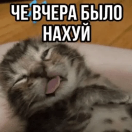 🥴 Стикер «Китики» для Telegram