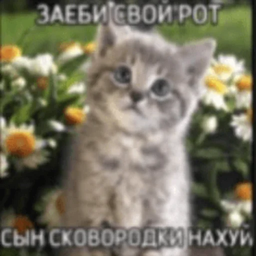 🤬 Стикер «Китики» для Telegram