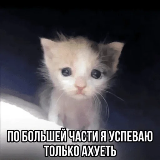 😞 Стикер «Китики» для Telegram