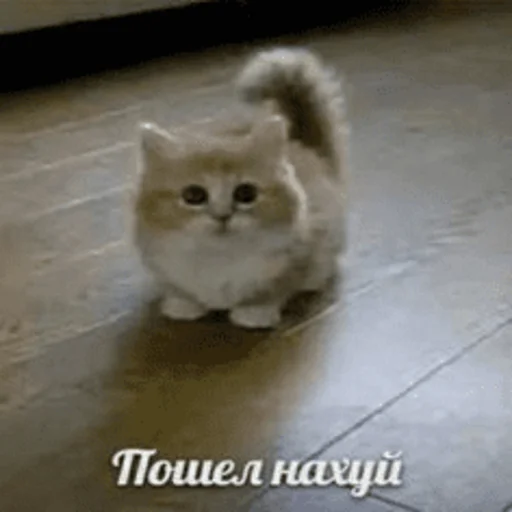 🖕 Стикер «Китики» для Telegram