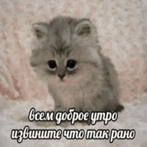 ☀️ Стикер «Китики» для Telegram