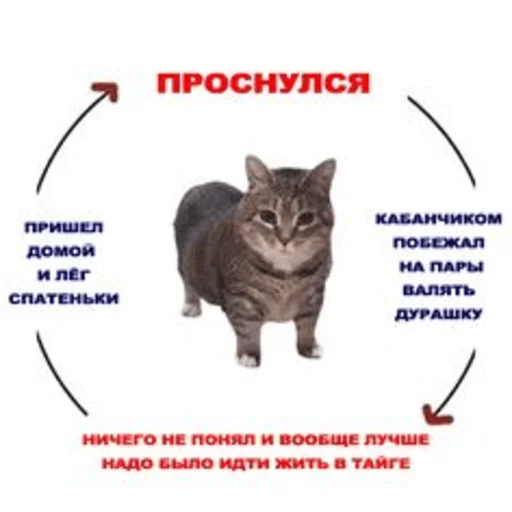 🤔 Стикер «Китики» для Telegram