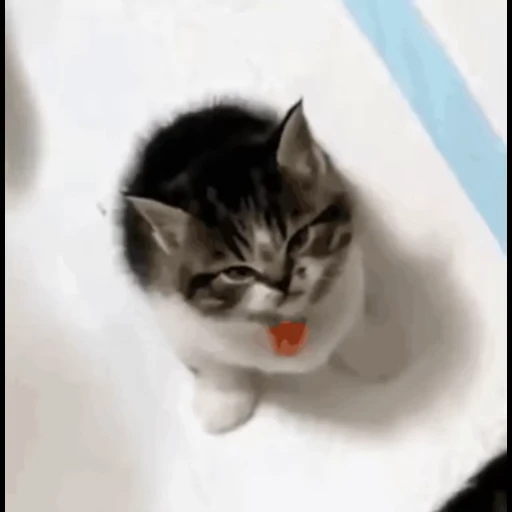 😡 Стикер «kits» для Telegram