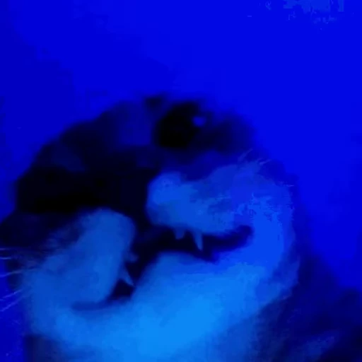 👹 Стикер «kits» для Telegram