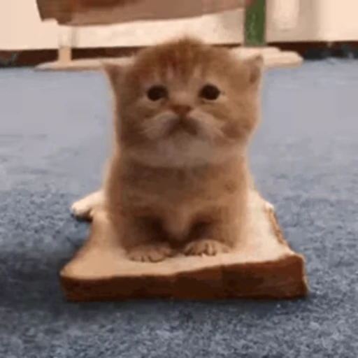 🤨 Стикер «kits» для Telegram
