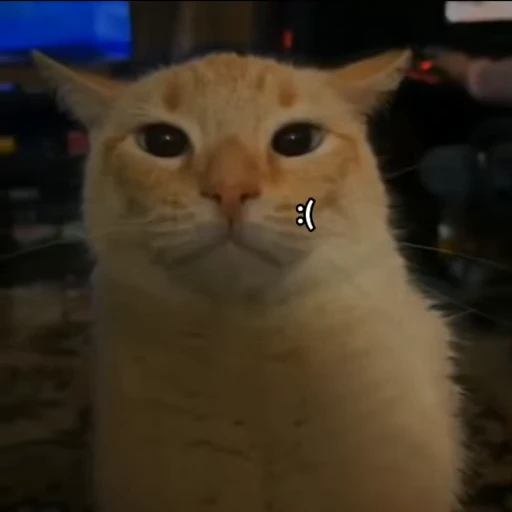 😞 Стикер «kits» для Telegram