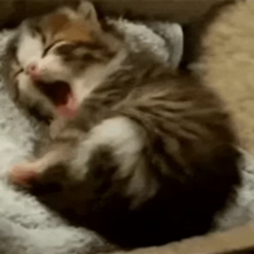 😴 Стикер «kits» для Telegram