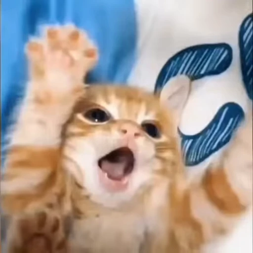 😩 Стикер «kits» для Telegram