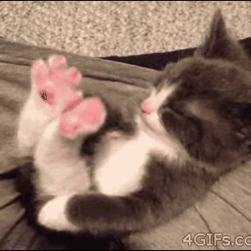 😴 Стикер «kits» для Telegram