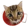 Стикер 10 Kitten      