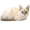 Стикер 21 Kitten      