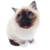 Стикер 16 Kitten      