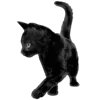 Стикер 12 Kitten      