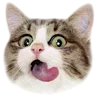 Стикер 4 Kitten      