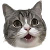 Обложка набора Kitten      
