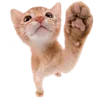 Стикер 24 Kitten      