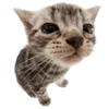 Стикер 8 Kitten      