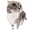 Стикер 15 Kitten      