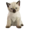 Стикер 22 Kitten      