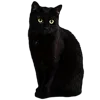 Стикер 23 Kitten      