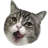 Стикер 3 Kitten      
